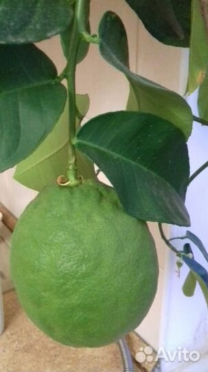 Лимон,юбилейный, на подарок, сдек