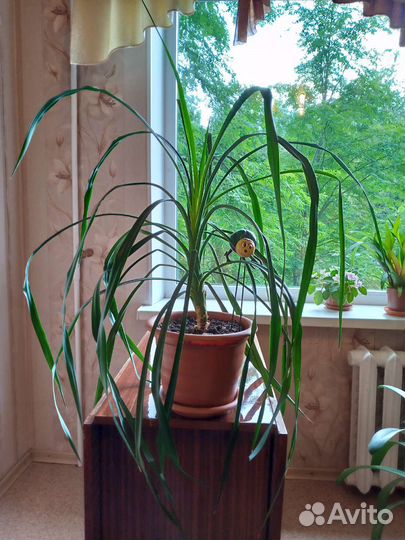 Комнатные растения