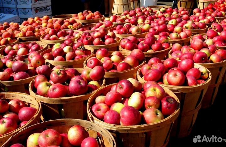 Сборщик яблок