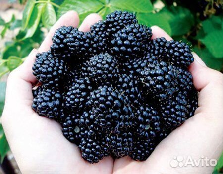 Чёрная малина