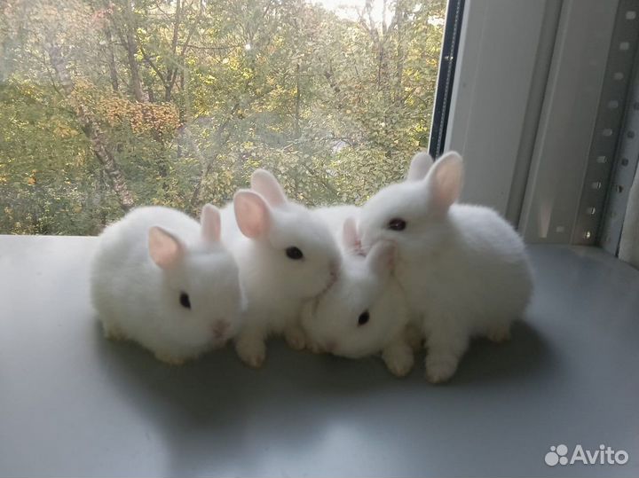 Карликовые кролики