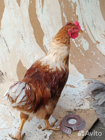 Петухи