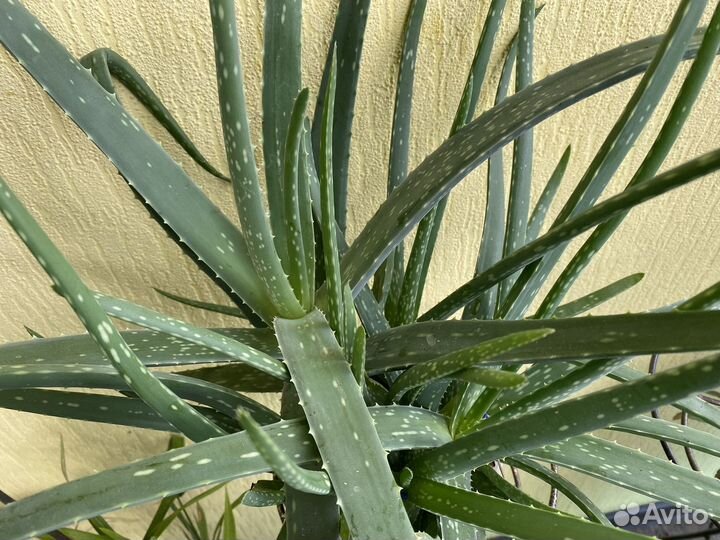 Алоэ на лечение