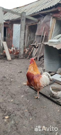 Куры петухи