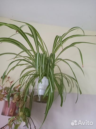 Хлорофитум