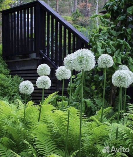 Лук Аллиум декоративный Маунт Эверест