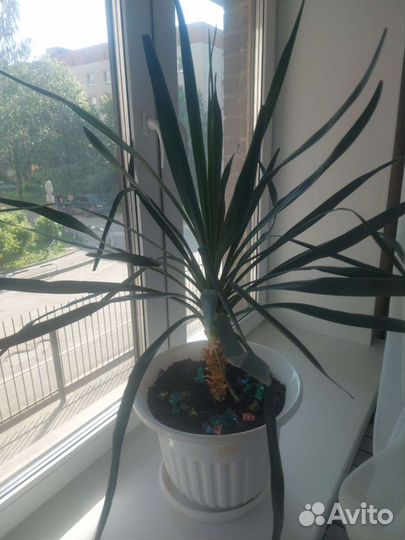 Пальма юкка