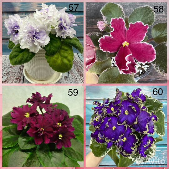 Детки сортовых фиалок