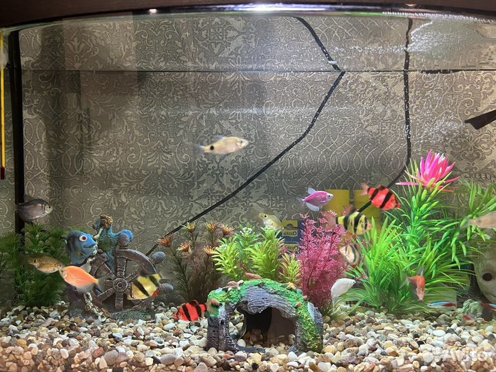 Аквариум 55 литров, со всем содержимым включая рыб