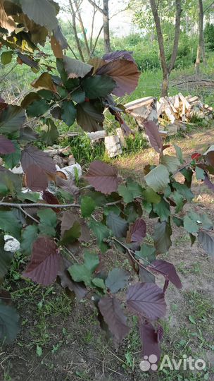 Саженцы ореха лещины