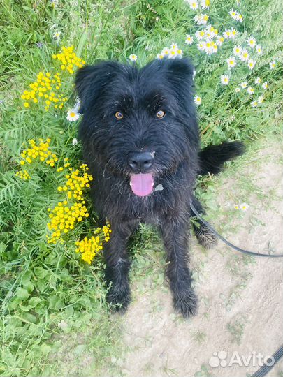 Метис рчт Русского черного терьера ищет дом