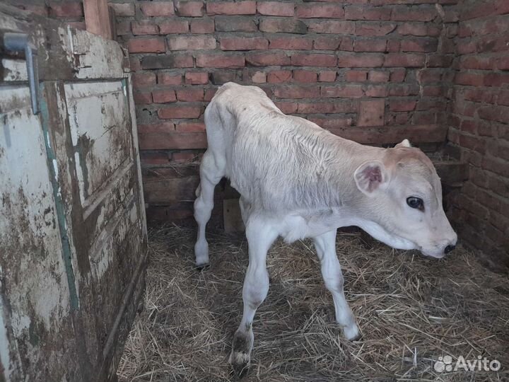 Телята бычки