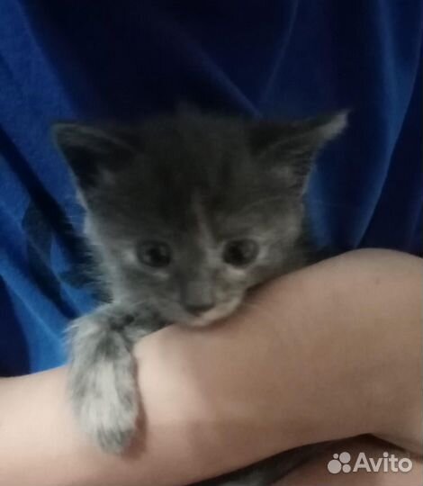 Котята в добрые любящие руки