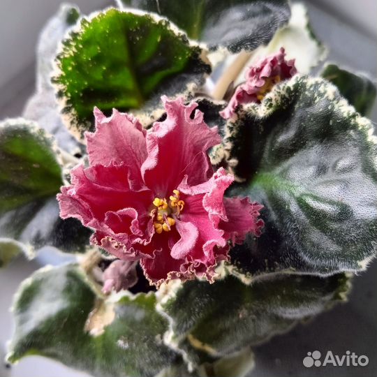 Сортовые фиалки