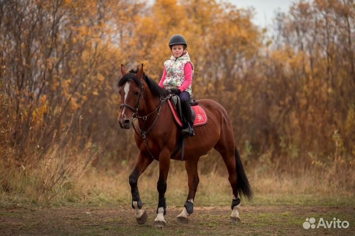 Конные прогулки, обучение