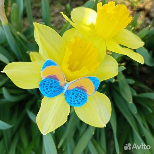 Броши с бабочками