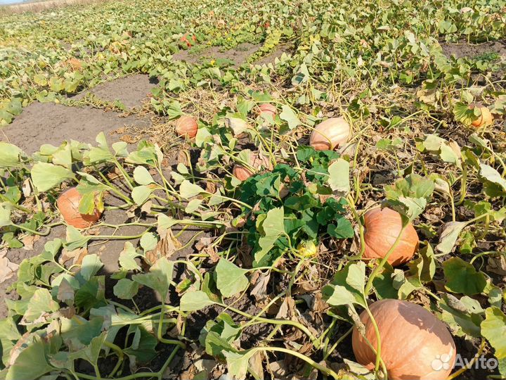 Тыква россиянка