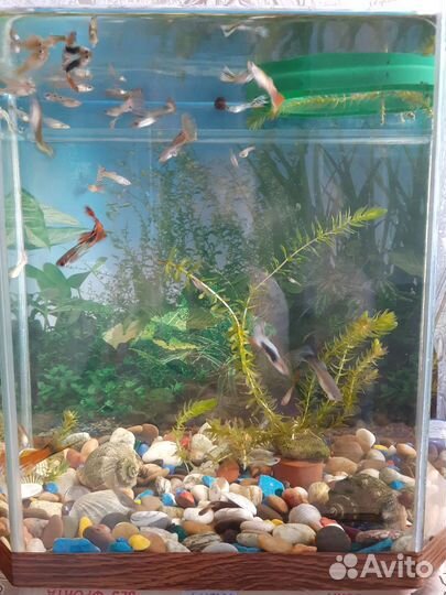Аквариум