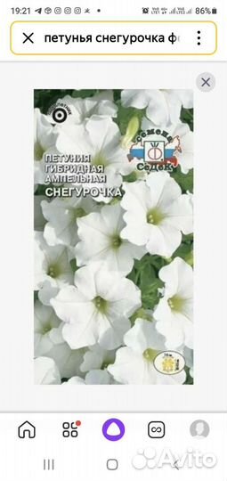 Рассада петунии