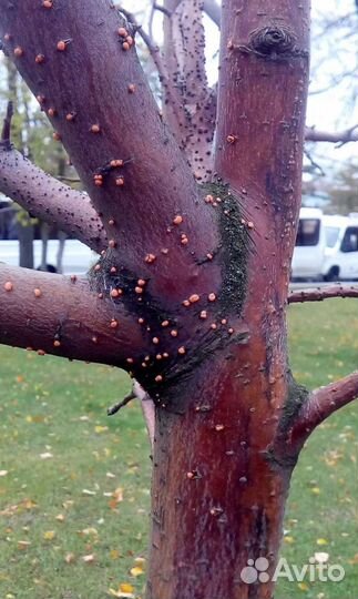 Консультация по защите растений