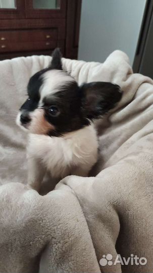 Щенки Папийоны