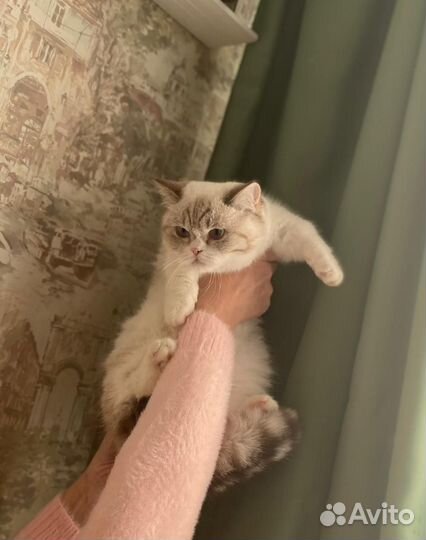 Породный манчкин