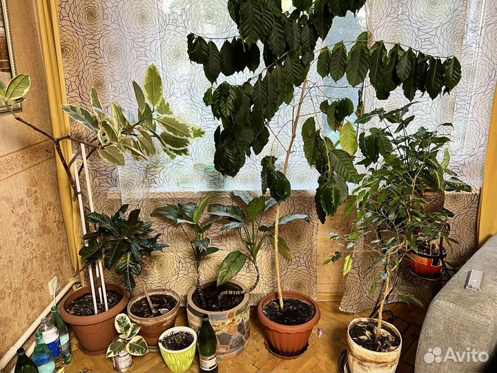 Комнатные растения