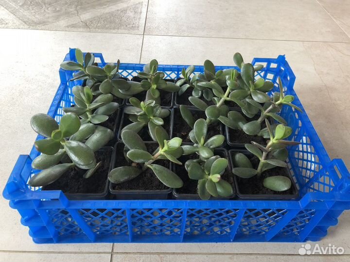 Денежное дерево / толстянка