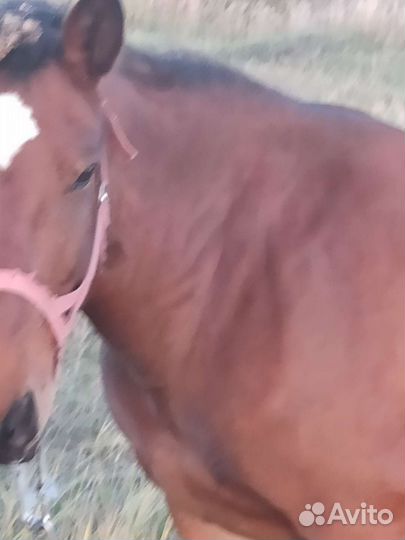Кобыла 9 лет на откорме,можно доить