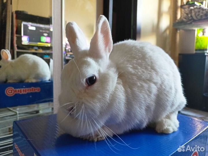Кролики Гермелин пара