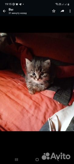 Кошки в добрые руки бесплатно