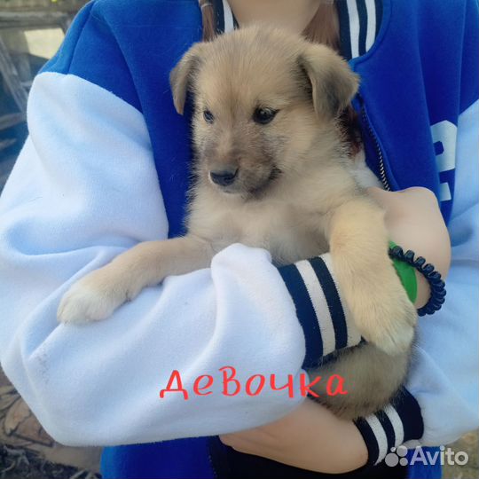 В добрые руки