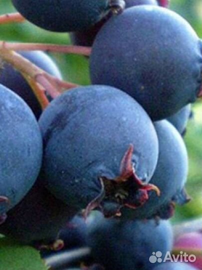 Ирга 1-2-3-4-5 летние саженцы