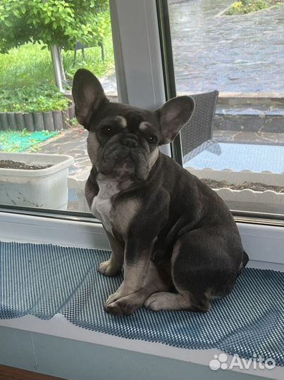 Французский бульдог