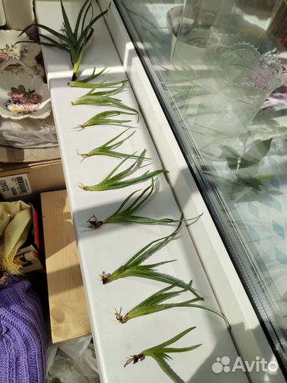 Алоэ столетник