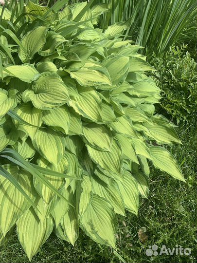 Хоста растение
