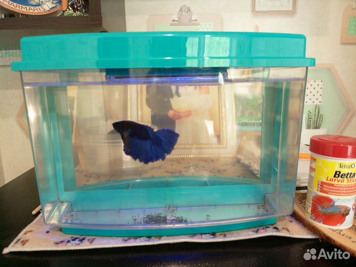 Аквариумные рыбки Петушок