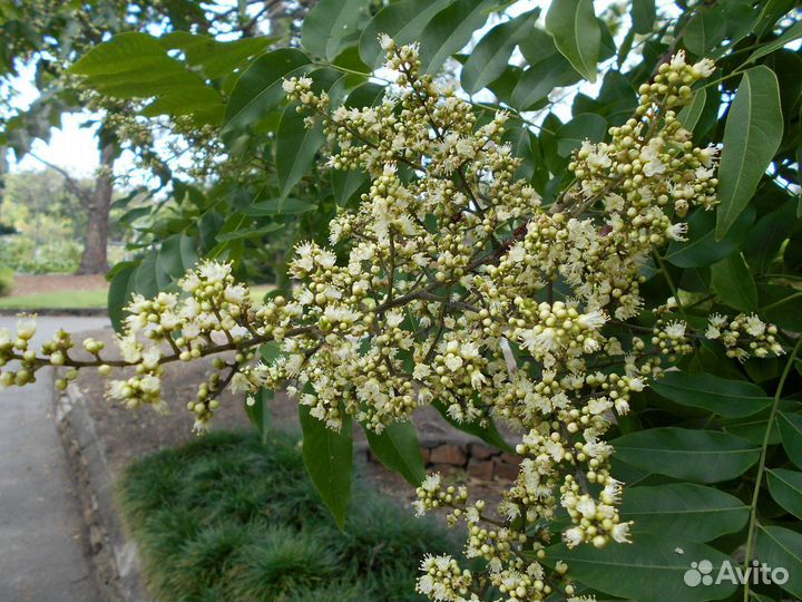 Сапиндус (мыльное дерево), семена на посадку