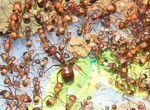 Camponotus nicobarensis / рыжий реактивный муравей