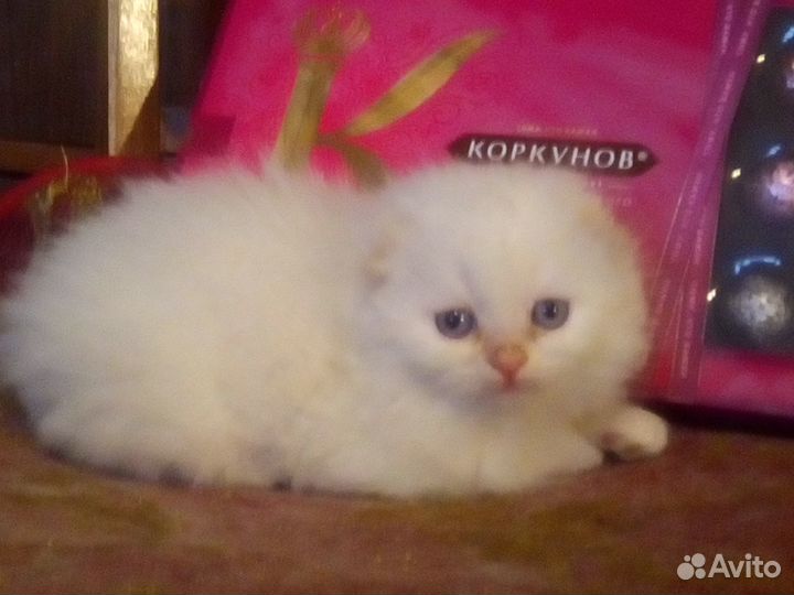 Шотландские котята