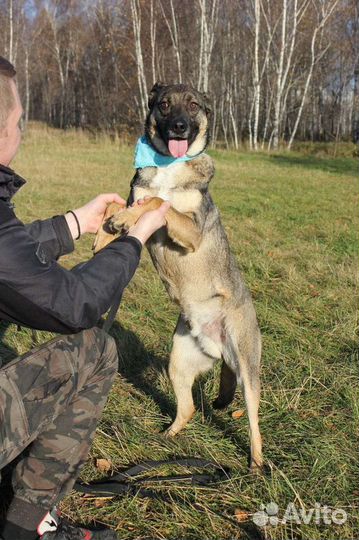 Щенок хочет домой