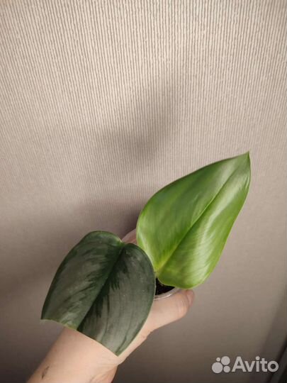 Ароидные и не только