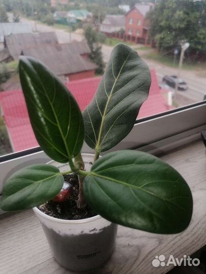 Фикус Бенгальский