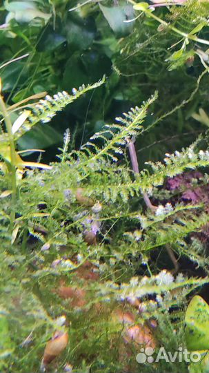 Аквариумные растения