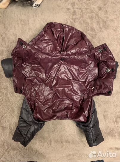 Комбинезон для небольшой собачки