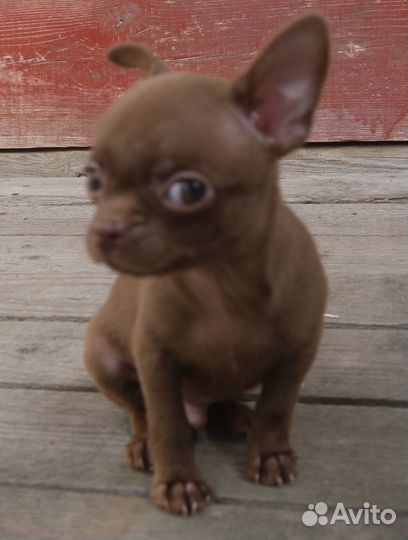 Щенки чихуахуа