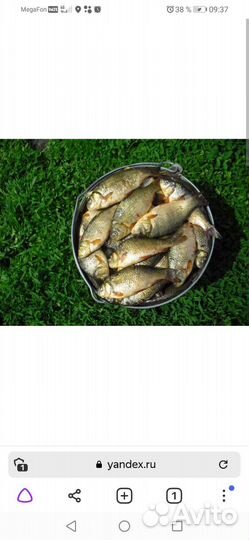 Зимняя удочка на окуня