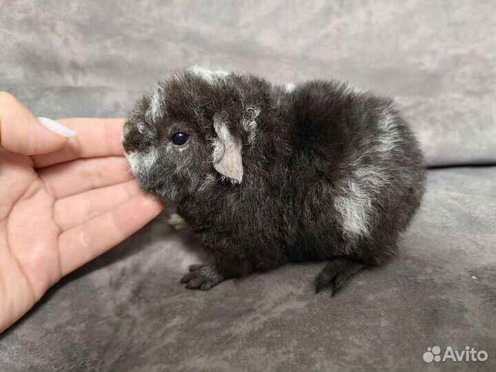 Морские свинки американский тедди