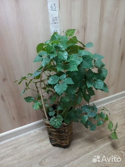 Комнатные растения, взрослые кусты