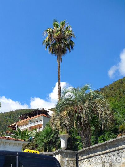 Индивидуальные экскурсии в Абхазию.Красная Поляна